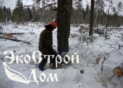 Вальщик спиливает ель