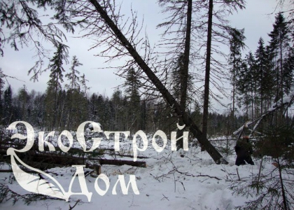 Валка строевого леса